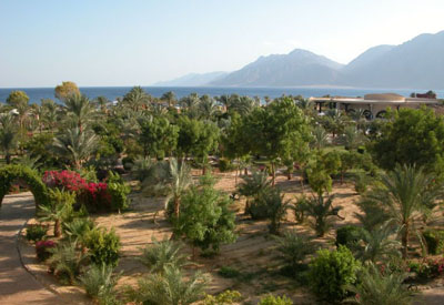 Сад отеля Hilton Nuweiba Coral Resort 4* (Хилтон Нувейба Корал Резорт 4*) Фото отеля Hilton Nuweiba Coral Resort 4* (Хилтон Нувейба Корал Резорт 4*)