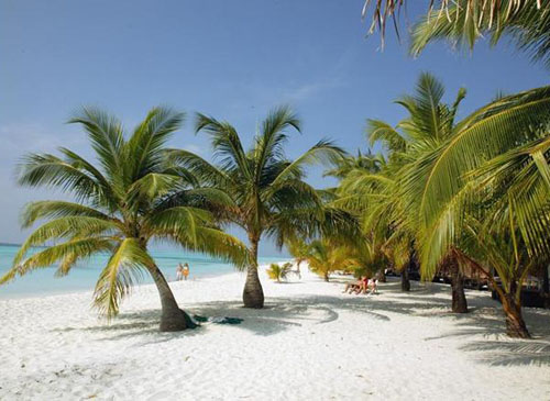 Пляж отеля Kuredu Island Resort 4* (Куреду Исланд Резорт 4*) Фото отеля Kuredu Island Resort 4* (Куреду Исланд Резорт 4*)