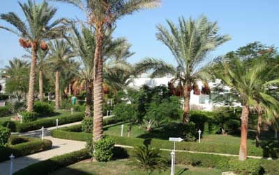 Сад отеля Dessole Royal Rojana Resort 5* (Дессоль Роял Роджана Резорт 5*) – Шарм-Эль-Шейх - Египет Фото отеля Dessole Royal Rojana Resort 5* (Дессоль Роял Роджана Резорт 5*) – Шарм-Эль-Шейх - Египет